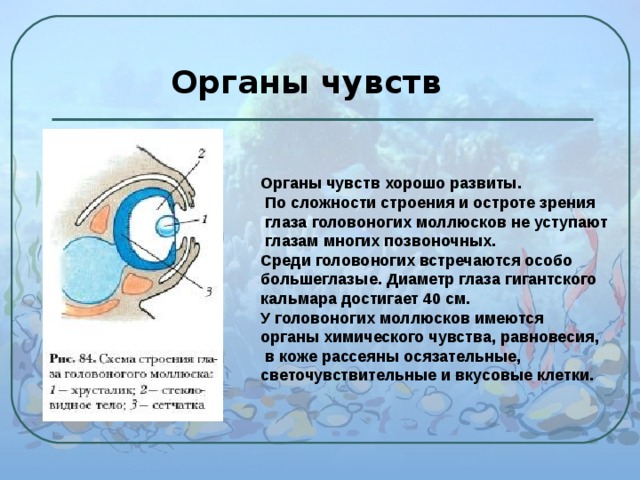  Органы чувств Органы чувств хорошо развиты.  По сложности строения и остроте зрения  глаза головоногих моллюсков не уступают  глазам многих позвоночных. Среди головоногих встречаются особо большеглазые. Диаметр глаза гигантского кальмара достигает 40 см. У головоногих моллюсков имеются органы химического чувства, равновесия,  в коже рассеяны осязательные, светочувствительные и вкусовые клетки. 