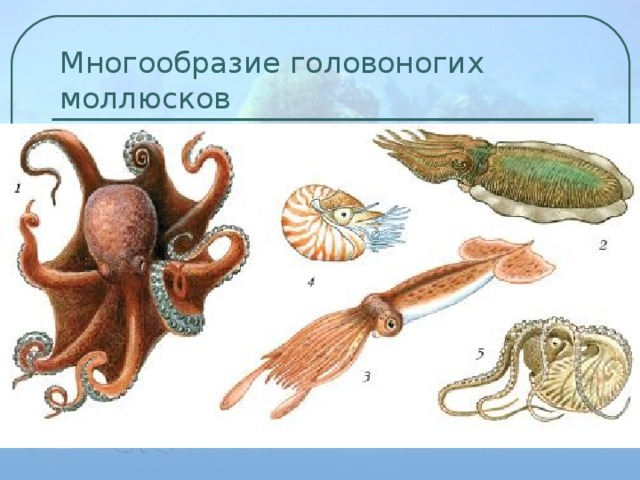 Многообразие головоногих моллюсков 