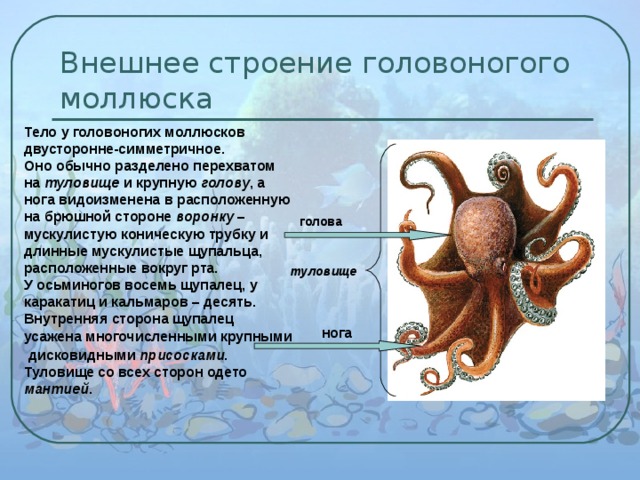 Внешнее строение головоногого моллюска Тело у головоногих моллюсков двусторонне-симметричное. Оно обычно разделено перехватом на туловище и крупную голову , а нога видоизменена в расположенную на брюшной стороне воронку – мускулистую коническую трубку и длинные мускулистые щупальца, расположенные вокруг рта. У осьминогов восемь щупалец, у каракатиц и кальмаров – десять. Внутренняя сторона щупалец усажена многочисленными крупными  дисковидными присосками . Туловище со всех сторон одето мантией . голова туловище нога 