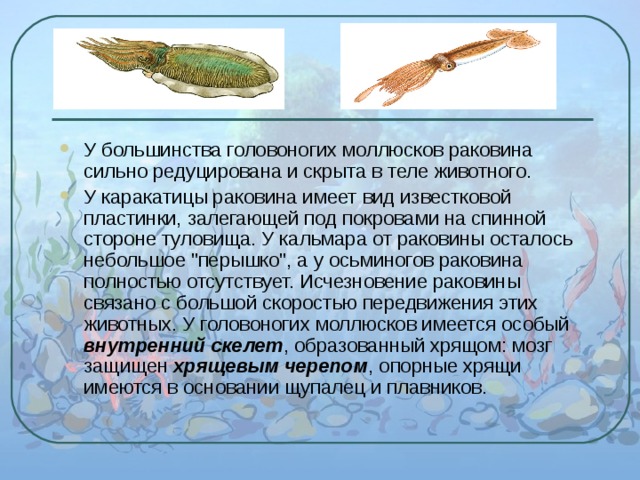 У большинства головоногих моллюсков раковина сильно редуцирована и скрыта в теле животного. У каракатицы раковина имеет вид известковой пластинки, залегающей под покровами на спинной стороне туловища. У кальмара от раковины осталось небольшое 