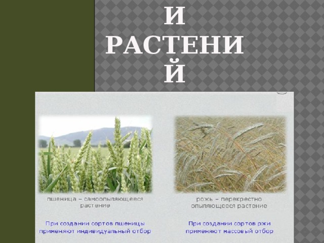 Методы селекции растений 