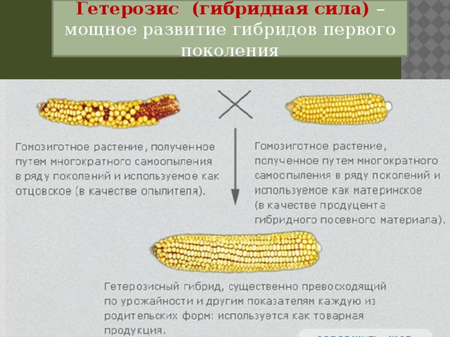Гетерозис (гибридная сила) – мощное развитие гибридов первого поколения 