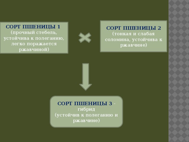 СОРТ ПШЕНИЦЫ 2 (тонкая и слабая соломина, устойчива к ржавчине) СОРТ ПШЕНИЦЫ 1 (прочный стебель, устойчива к полеганию, легко поражается ржавчиной) СОРТ ПШЕНИЦЫ 3 - гибрид (устойчив к полеганию и ржавчине) 