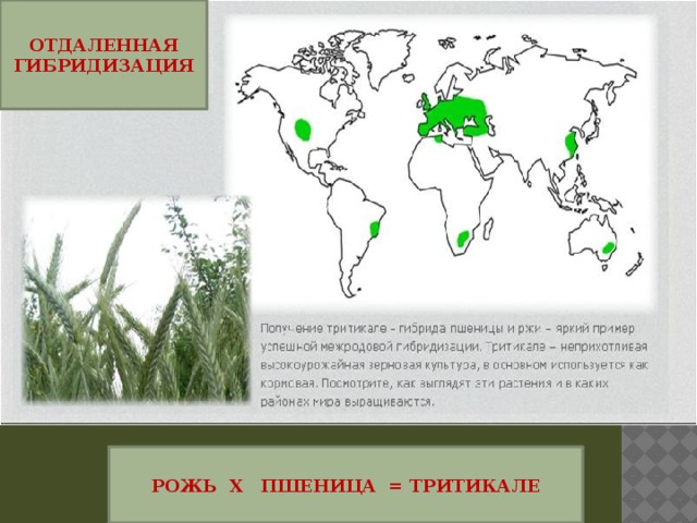 ОТДАЛЕННАЯ ГИБРИДИЗАЦИЯ РОЖЬ Х ПШЕНИЦА = ТРИТИКАЛЕ 