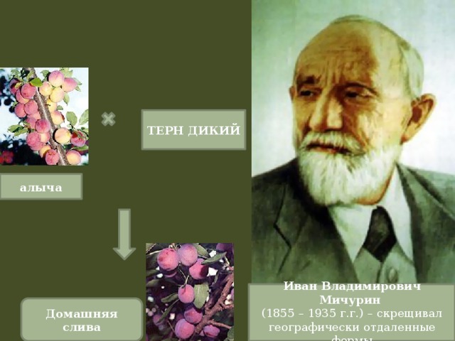 ТЕРН ДИКИЙ алыча Иван Владимирович Мичурин (1855 – 1935 г.г.) – скрещивал географически отдаленные формы Домашняя слива 