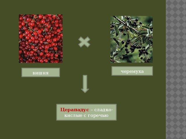 черемуха вишня Церападус – сладко-кислые с горечью 