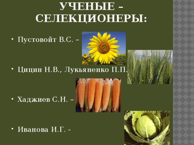 Ученые – селекционеры: Пустовойт В.С. – Цицин Н.В., Лукьяненко П.П. – Хаджиев С.Н. – Иванова И.Г. - 