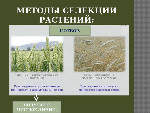 Методы селекции растений: 1)ОТБОР. ПОЛУЧАЮТ ЧИСТЫЕ ЛИНИИ. 