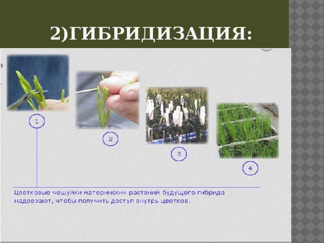 2)Гибридизация: 