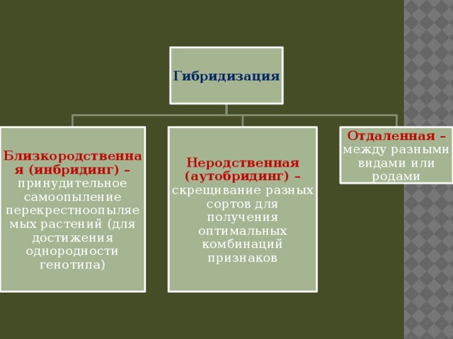 Гибридизация Близкородственная (инбридинг) – принудительное самоопыление перекрестноопыляемых растений (для достижения однородности генотипа) Неродственная (аутобридинг) – скрещивание разных сортов для получения оптимальных комбинаций признаков Отдаленная – между разными видами или родами 