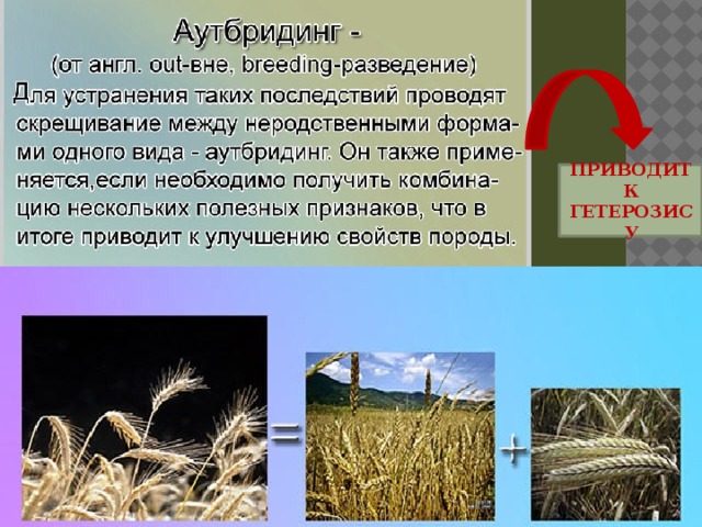 ПРИВОДИТ К ГЕТЕРОЗИСУ 