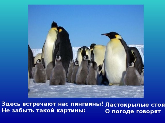 Здесь встречают нас пингвины!   Не забыть такой картины:   Ластокрылые стоят,   О погоде говорят 