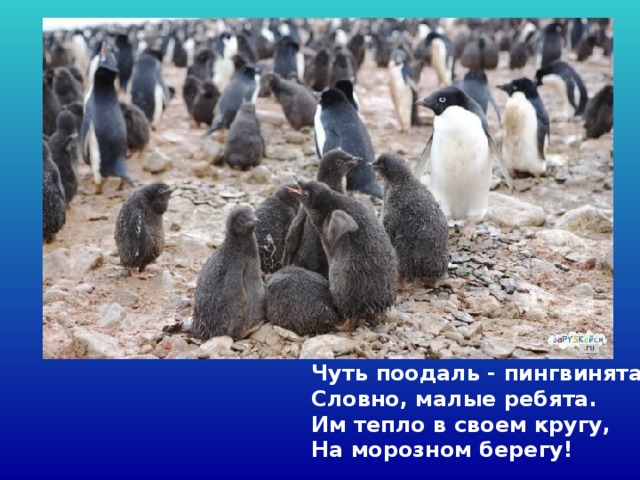 Чуть поодаль - пингвинята,   Словно, малые ребята.  Им тепло в своем кругу,   На морозном берегу!  