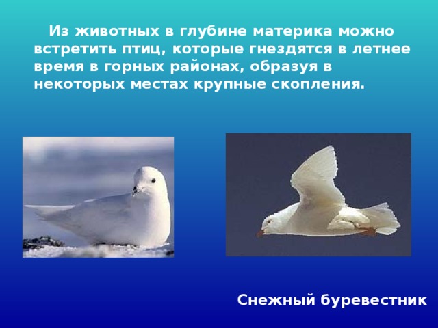  Из животных в глубине материка можно встретить птиц, которые гнездятся в летнее время в горных районах, образуя в некоторых местах крупные скопления.  Снежный буревестник 
