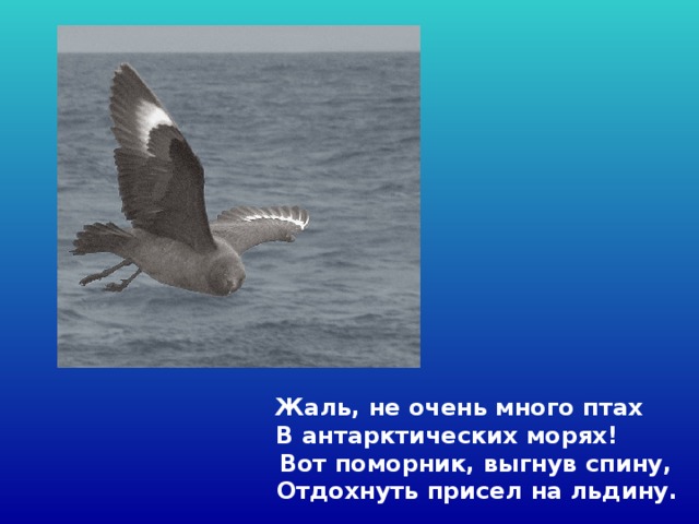  Жаль, не очень много птах   В антарктических морях!  Вот поморник, выгнув спину,  Отдохнуть присел на льдину.  