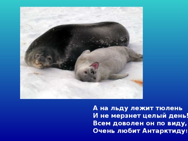А на льду лежит тюлень   И не мерзнет целый день!  Всем доволен он по виду,   Очень любит Антарктиду !  