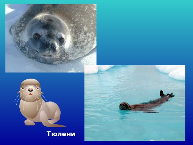 Тюлени 