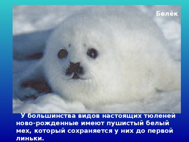 Белёк  У большинства видов настоящих тюленей ново-рожденные имеют пушистый белый мех, который сохраняется у них до первой линьки.  