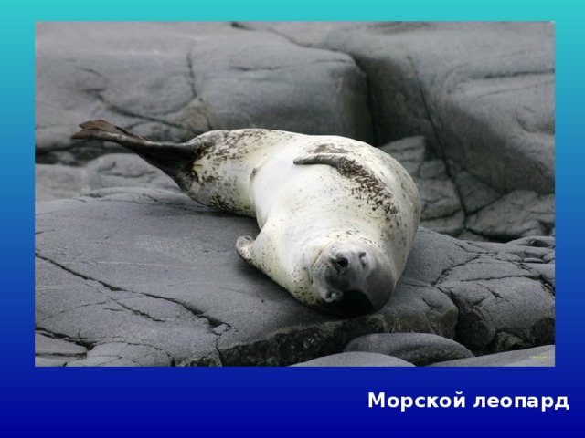 Морской леопард 