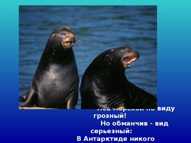  Лев морской по виду грозный!   Но обманчив - вид серьезный:  В Антарктиде никого   Боязливей нет его!  