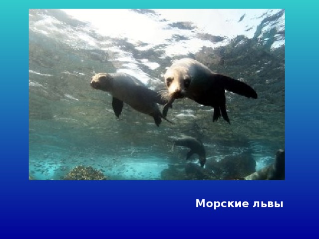 Морские львы 