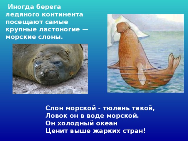  Иногда берега ледяного континента посещают самые крупные ластоногие — морские слоны.  Слон морской - тюлень такой,   Ловок он в воде морской.   Он холодный океан   Ценит выше жарких стран!  