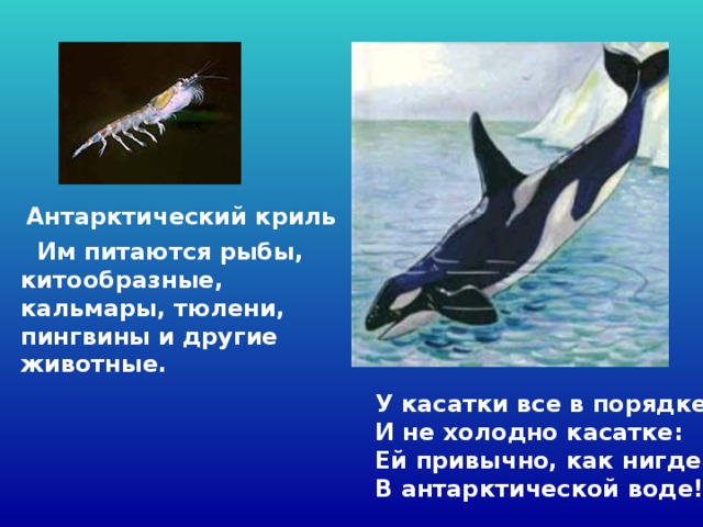 Антарктический криль  Им питаются рыбы, китообразные, кальмары, тюлени, пингвины  и другие  животные. У касатки все в порядке   И не холодно касатке:   Ей привычно, как нигде,   В антарктической воде!  