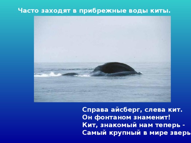 Часто заходят в прибрежные воды киты.  Справа айсберг, слева кит.   Он фонтаном знаменит!  Кит, знакомый нам теперь -   Самый крупный в мире зверь.  