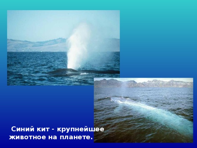  Синий кит - крупнейшее животное на планете. 