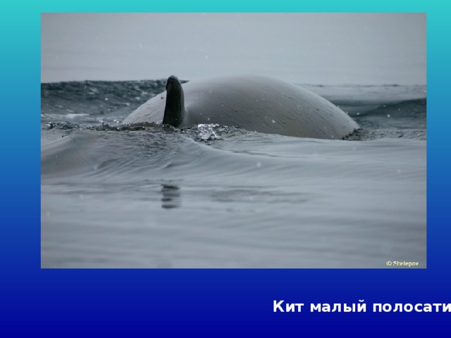 Кит малый полосатик 