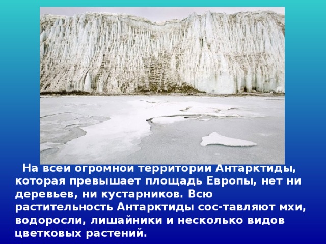  На всей огромной территории Антарктиды, которая превышает площадь Европы, нет ни деревьев, ни кустарников. Всю растительность Антарктиды сос-тавляют мхи, водоросли, лишайники и несколько видов цветковых растений. 