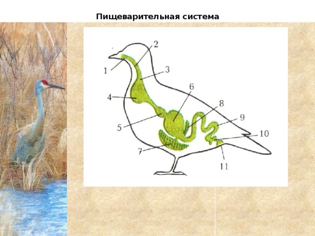  Пищеварительная система Пищеварительная система Пищеварительная система 