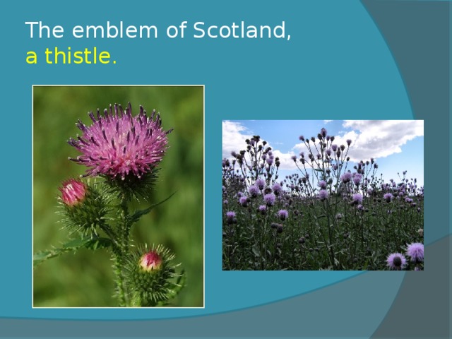 The emblem of Scotland,  a thistle. 