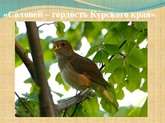 «Соловей – гордость Курского края»