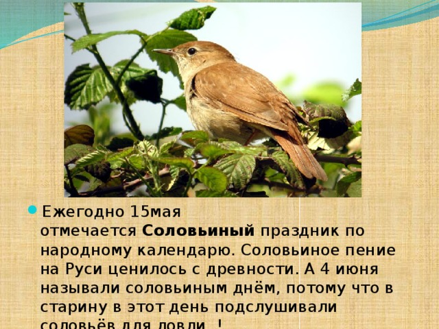 Ежегодно 15мая отмечается  Соловьиный  праздник по народному календарю. Соловьиное пение на Руси ценилось с древности. А 4 июня называли соловьиным днём, потому что в старину в этот день подслушивали соловьёв для ловли. !
