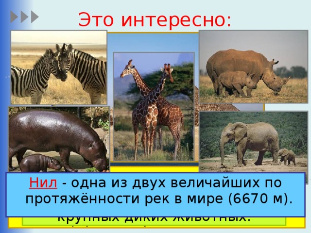 Это интересно: Египетские пирамиды - представляют собой огромные каменные сооружения, которые использовались качестве гробниц для фараонов Древнего Египта. Нил - одна из двух величайших по протяжённости рек в мире (6670 м). Нигде в мире не осталось столько крупных диких животных. 