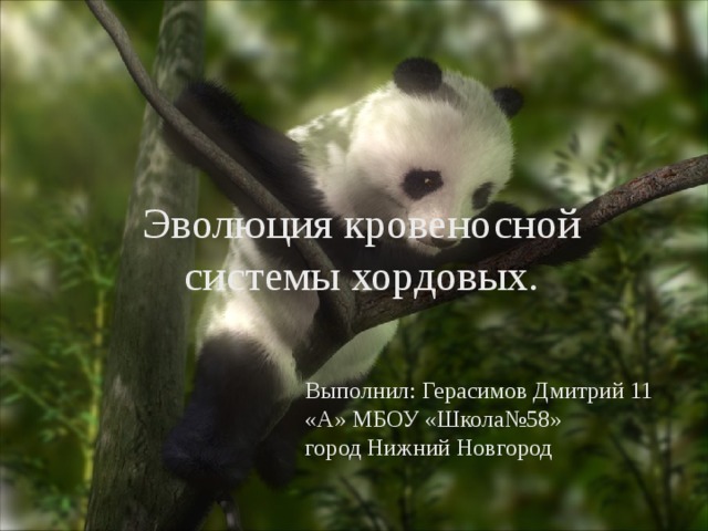 Эволюция кровеносной системы хордовых.    Выполнил : Герасимов Дмитрий 11 «А»  МБОУ «Школа№58» город Нижний Новгород 