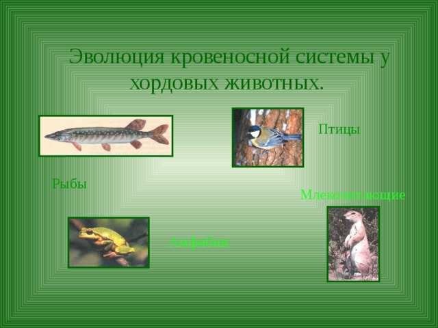 Эволюция кровеносной системы у хордовых животных.  Птицы Рыбы Млекопитающие Амфибии 
