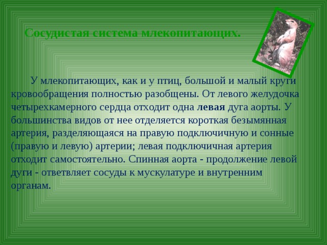 Сосудистая система млекопитающих.  У млекопитающих, как и у птиц, большой и малый круги кровообращения полностью разобщены. От левого желудочка четырехкамерного сердца отходит одна левая дуга аорты. У большинства видов от нее отделяется короткая безымянная артерия, разделяющаяся на правую подключичную и сонные (правую и левую) артерии; левая подключичная артерия отходит самостоятельно. Спинная аорта - продолжение левой дуги - ответвляет сосуды к мускулатуре и внутренним органам. 