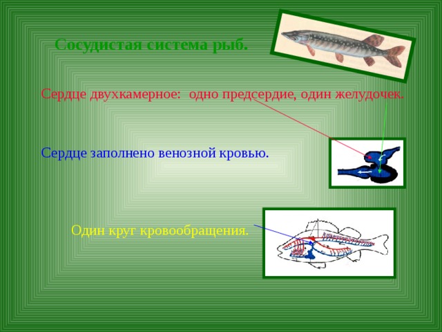 Сосудистая система рыб.  Сердце двухкамерное: одно предсердие, один желудочек. Сердце заполнено венозной кровью. Один круг кровообращения. 