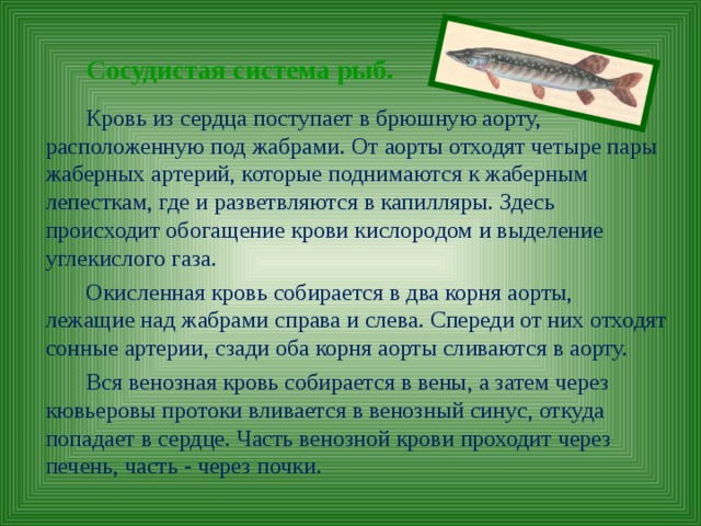 Сосудистая система рыб.  Кровь из сердца поступает в брюшную аорту, расположенную под жабрами. От аорты отходят четыре пары жаберных артерий, которые поднимаются к жаберным лепесткам, где и разветвляются в капилляры. Здесь происходит обогащение крови кислородом и выделение углекислого газа. Окисленная кровь собирается в два корня аорты, лежащие над жабрами справа и слева. Спереди от них отходят сонные артерии, сзади оба корня аорты сливаются в аорту. Вся венозная кровь собирается в вены, а затем через кювьеровы протоки вливается в венозный синус, откуда попадает в сердце. Часть венозной крови проходит через печень, часть - через почки. 