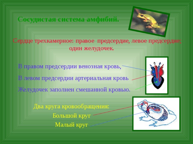 Сосудистая система амфибий.  Сердце трехкамерное: правое предсердие, левое предсердие; один желудочек. В правом предсердии венозная кровь, В левом предсердии артериальная кровь Желудочек заполнен смешанной кровью. Два круга кровообращения: Большой круг Малый круг 