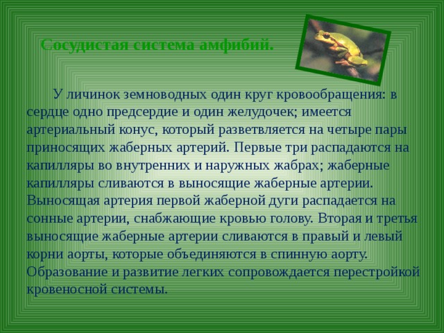 Сосудистая система амфибий.  У личинок земноводных один круг кровообращения: в сердце одно предсердие и один желудочек; имеется артериальный конус, который разветвляется на четыре пары приносящих жаберных артерий. Первые три распадаются на капилляры во внутренних и наружных жабрах; жаберные капилляры сливаются в выносящие жаберные артерии. Выносящая артерия первой жаберной дуги распадается на сонные артерии, снабжающие кровью голову. Вторая и третья выносящие жаберные артерии сливаются в правый и левый корни аорты, которые объединяются в спинную аорту. Образование и развитие легких сопровождается перестройкой кровеносной системы. 