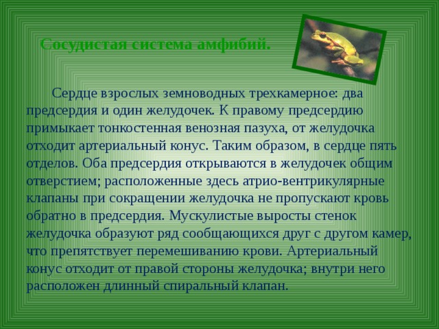 Сосудистая система амфибий.  Сердце взрослых земноводных трехкамерное: два предсердия и один желудочек. К правому предсердию примыкает тонкостенная венозная пазуха, от желудочка отходит артериальный конус. Таким образом, в сердце пять отделов. Оба предсердия открываются в желудочек общим отверстием; расположенные здесь атрио-вентрикулярные клапаны при сокращении желудочка не пропускают кровь обратно в предсердия. Мускулистые выросты стенок желудочка образуют ряд сообщающихся друг с другом камер, что препятствует перемешиванию крови. Артериальный конус отходит от правой стороны желудочка; внутри него расположен длинный спиральный клапан. 
