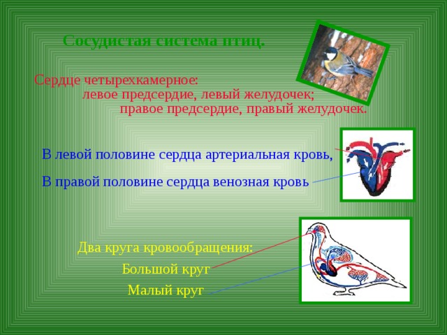 Сосудистая система птиц.  Сердце четырехкамерное: левое предсердие, левый желудочек; правое предсердие, правый желудочек. В левой половине сердца артериальная кровь, В правой половине сердца венозная кровь Два круга кровообращения: Большой круг Малый круг 