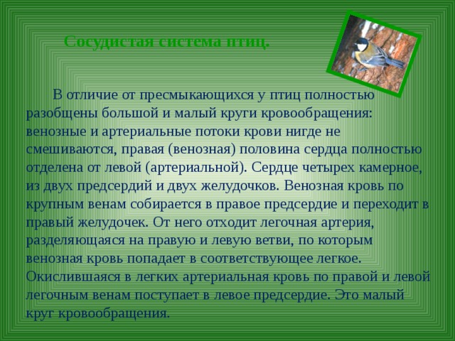 Сосудистая система птиц. В отличие от пресмыкающихся у птиц полностью разобщены большой и малый круги кровообращения: венозные и артериальные потоки крови нигде не смешиваются, правая (венозная) половина сердца полностью отделена от левой (артериальной). Сердце четырех камерное, из двух предсердий и двух желудочков. Венозная кровь по крупным венам собирается в правое предсердие и переходит в правый желудочек. От него отходит легочная артерия, разделяющаяся на правую и левую ветви, по которым венозная кровь попадает в соответствующее легкое. Окислившаяся в легких артериальная кровь по правой и левой легочным венам поступает в левое предсердие. Это малый круг кровообращения. 