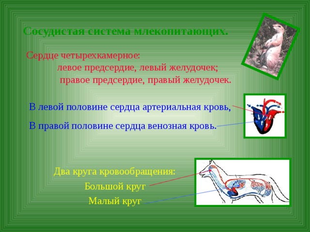 Сосудистая система млекопитающих.   Сердце четырехкамерное: левое предсердие, левый желудочек; правое предсердие, правый желудочек. В левой половине сердца артериальная кровь, В правой половине сердца венозная кровь. Два круга кровообращения: Большой круг Малый круг 