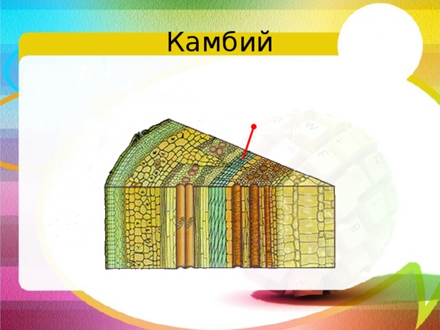 Камбий камбий Если снять кору, вместе с которой снимется и слой луба, на поверхности оголенной ветки окажется влага. Что это? Это мы с тобой повредили нежные клетки камбия. Камбий тонким слоем располагается между лубом и древесиной. Часто его толщина – всего один слой клеток. Камбий обеспечивает образование новых клеток луба и древесины, именно таким образом стебель растет в толщину.  