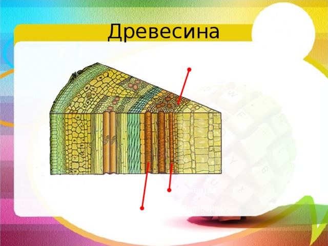 Древесина древесные волокна За слоем камбия располагается древесина. Она, как и луб, состоит из разных клеток. Древесина образует наибольшую по размеру часть стебля. Основной 