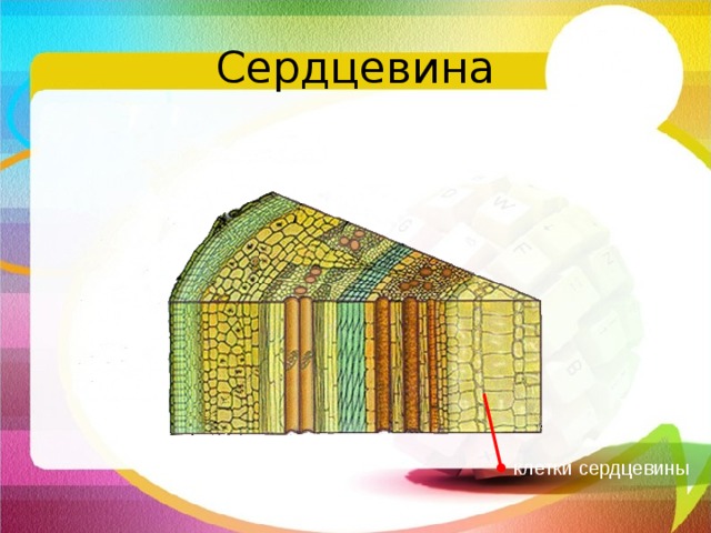 Сердцевина Самое большое количество питательных веществ запасают в стебле клетки сердцевины. Сердцевина образована крупными клетками, которые имеют тонкие оболочки. Клетки расположены рыхло. клетки сердцевины  